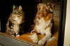 Gatti e cani Foto