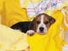 Filhote de cachorro beagle bonito.