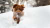 Cão bonito em um monte de neve.