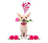 Valentine's Day dog ​​wallpaper.
