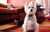 West Highland Beyaz Terrier fotoğraf.