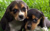 Puppies beagle photo.