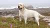 Extravagant dog breed Labrador