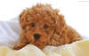 Charming red-haired dog photo