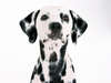 Photo obedient dog breed dalmatian