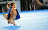 Fotos pequinês cães dança