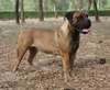 Boerboel strong and flexible