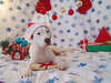 Cachorro de Dogo Argentino para fondos de escritorio de calidad de Navidad