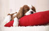 Photos with wonderful little dog sleeping breed Cavalier King Charles Spaniel.