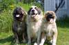 Fotos de cães caucasianos