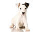 Filhote de cachorro surpreendente Jack Russell Terrier.