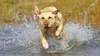 Labrador retriever running in the water.