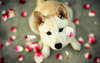 Filhote de cachorro em um círculo de rosas.