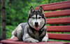 The Siberian Husky is on the bench.