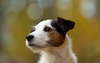Magnifique Jack Russell Terrier.