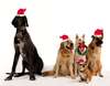 Компания собак в рождественских шляпках.