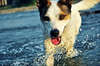 Glücklicher Hund auf dem Wasser laufen.
