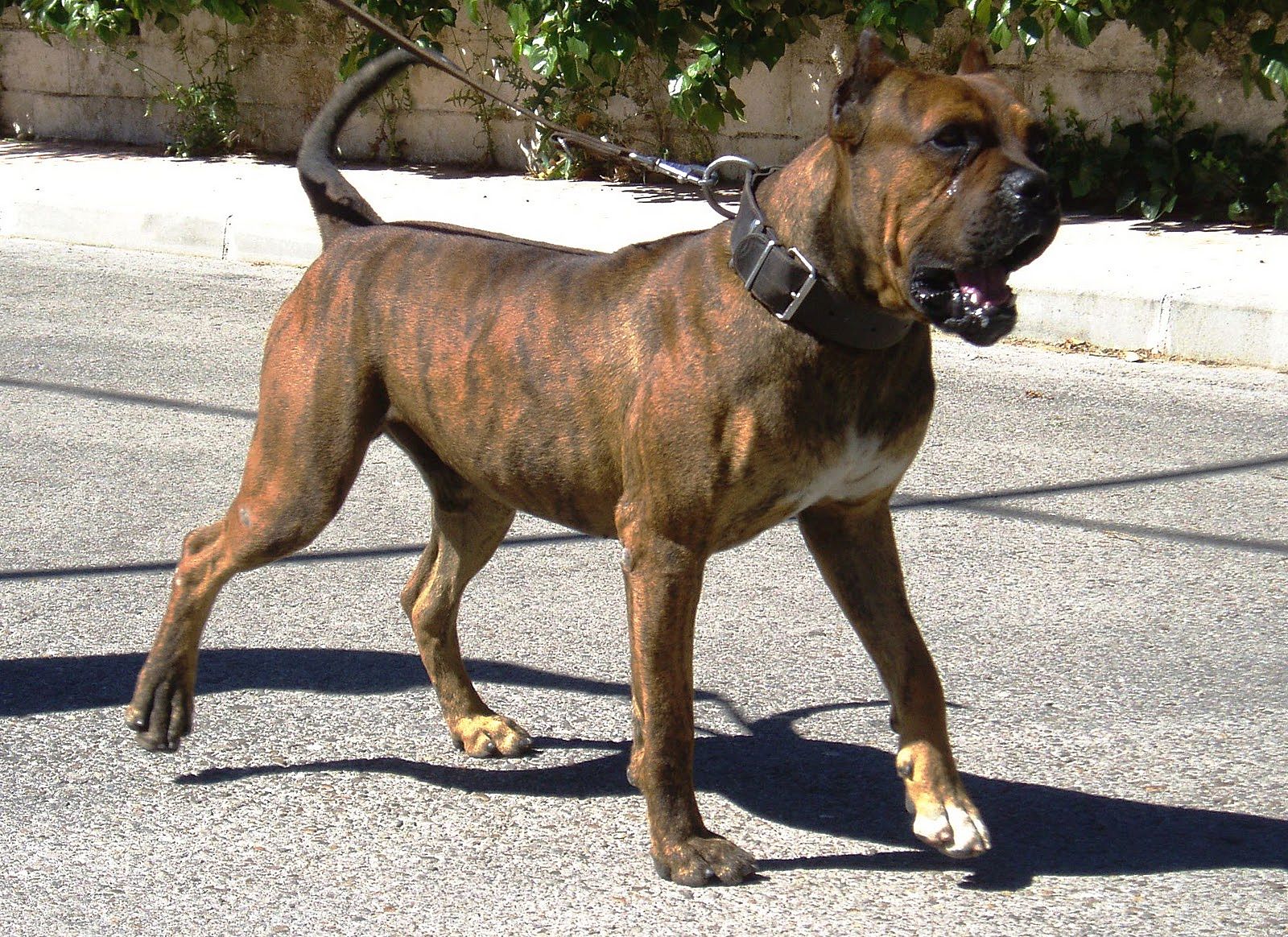 Spanisch Alano großen Hund, mit einem proportional Körper, großen Kopf